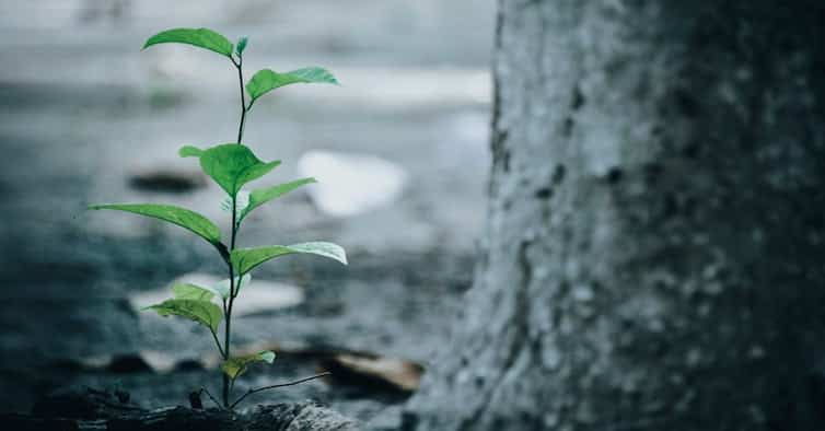 Fundacíon Cepsa assina protocolo com a Quercus