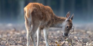 Herdade dos Abegões: onde se guarda a natureza