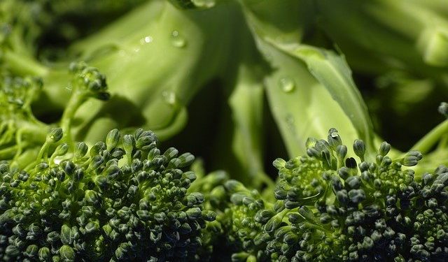 GrowLIFE: por um sistema alimentar mais sustentável
