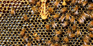 Politécnico de Viseu recebe “beeB. Promover pontes através de formação inovadora e participativa em apicultura”