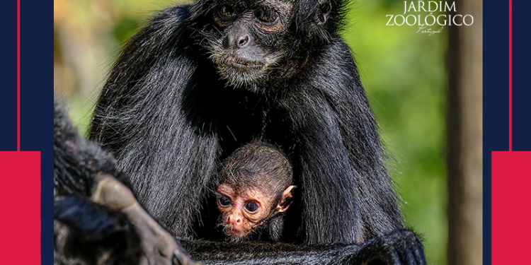 O natal já chegou! Queres ganhar convites duplos para o Jardim Zoológico?