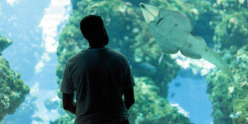 Oceanário de Lisboa celebra 25 anos com a oferta de 9000 entradas gratuitas