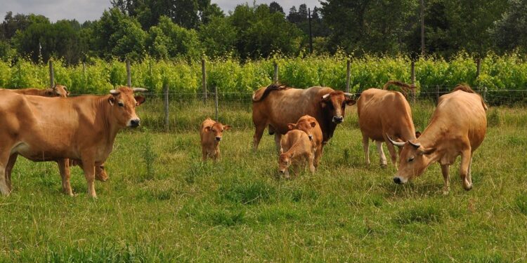 Escola Superior Agrária do Politécnico de Coimbra oferece novas Licenciaturas em Agronomia e Zootecnia