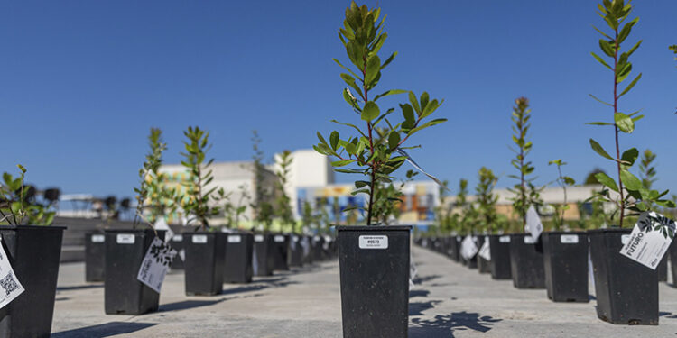 Universidade de Aveiro entrega árvores para “Plantar o Futuro”