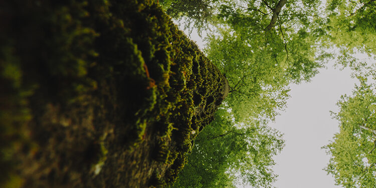 "Floresta Limpa" utiliza Inteligência Artificial (para prevenir incêndios)