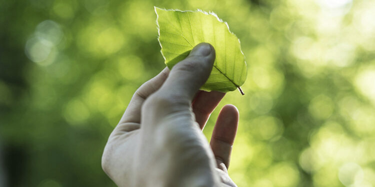 Politécnico de Leiria recebe distinção "Eco-Escolas"