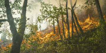 Politécnico de Setúbal atinge segundo lugar no "Poliempreende"